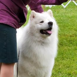 Samoyeds from First Light Samoyeds