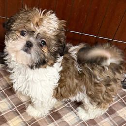 Buttons - Tricolor female Shih Tzu puppy in Victorville, California from RUMBLE n TUMBLE
