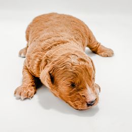 Arendelle - Red  female Goldendoodle puppy in Valley Center, California from AweStrunk Farms