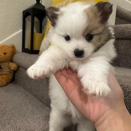Six - Blue merle male Pomeranian puppy in Elk Grove, California from Pomni Poms