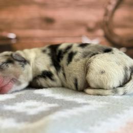 Wyatt - Blue merle male Miniature Australian Shepherd puppy in Chesapeake, Virginia from Beaver Dam Mini Aussies