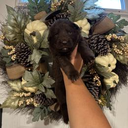 Pumpkin - Liver male German Shepherd puppy in Watervliet, Michigan from M&M Shepherd Farms