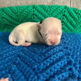 Ezra - White male Maltese puppy in Hephzibah ( Richmond County ), Georgia from Healing Pawz LLC