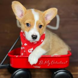 Braford - Red male Pembroke Welsh Corgi puppy in Benton, Arkansas from High Cotton Corgis