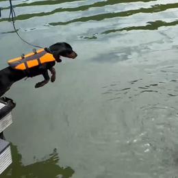 Black and Tan Coonhound Puppies from Summitt Black and Tans