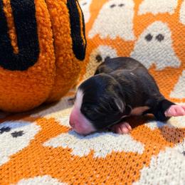 Bennie - Black & white male Australian Shepherd puppy in Plantersville, Texas from Jak Se Auss