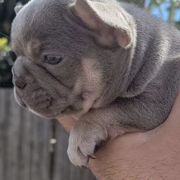 French Bulldogs from Kingz Frenchies