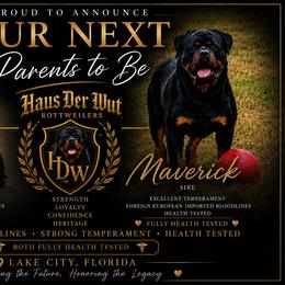 Girl 2 - Black and mahogany female Rottweiler puppy in Lake City, Florida from Haus Der Wut Kennels