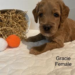 Goldendoodle Puppies from Dhalia’s Doodles