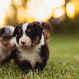 Miniature American Shepherds from Ark Acres Kennels