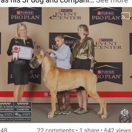 Loretta - Great Dane