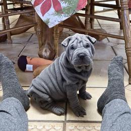 Chinese Shar-Pei Puppies from DCSHARPEI
