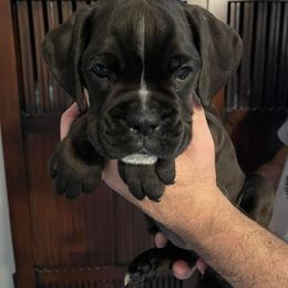 Boxer Puppies from Liebe Boxers
