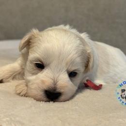 Daisy - Parti female Miniature Schnauzer puppy in Magalia, California from NorCal Schnauzers
