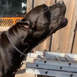 Cane Corso All Grown Up from El Jefe Corsos