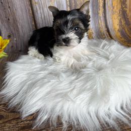 Zoey - Parti female Yorkshire Terrier puppy in Tulsa, Oklahoma from Conns Cuddly Canines