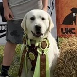 Queen - Labrador Retriever