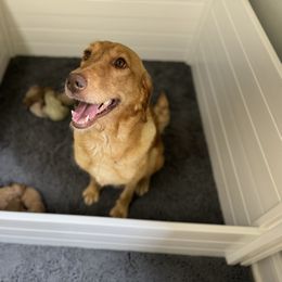 Heidi - Red female Labradoodle puppy in Travelers Rest, South Carolina from Doodles of Love Labradoodles