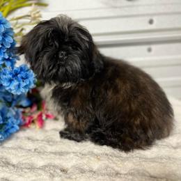 AKC Jazz - Black male Shih Tzu puppy in Elgin, South Carolina from Silver Bells Paw Prints