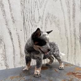Boy 2 - Blue male Australian Cattle Dog puppy in Hurley, Virginia from BoardCamp Kennels-AKC Australian Cattle Dogs