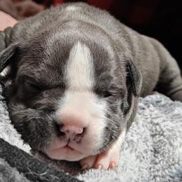Sage - Blue American Bully puppy in Phoenix, Arizona from Superstes Guard