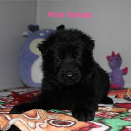 Pink female - Black female German Shepherd puppy in Ann Arbor, Michigan from Von Der Havier German Shepherds
