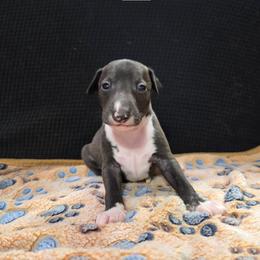 Boomer - Seal male Italian Greyhound puppy in Parsons, Kansas from Feathered Cactus Farm