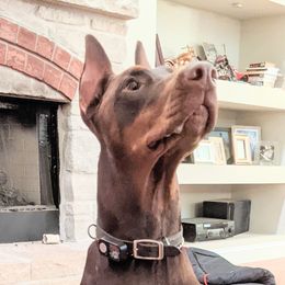 Karma - Doberman Pinscher