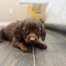 Solid Nonpointed Chocolate Longhair Female - Chocolate female Dachshund puppy in Horizon City, Texas from Micah's Minis