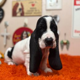Hoot - Black and white male Basset Hound puppy in Pilot Mtn, North Carolina from Lowdown Love Basset Hounds