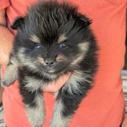 F - Black and tan parti male Pomeranian puppy in Cocoa, Florida from Pom Coast Pomeranians