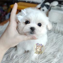 Korean Havamalt Vander - male Havanese puppy in Barren Springs, Virginia from Seeking Shalom Acres Maltese, Maltipoos & Havamalts