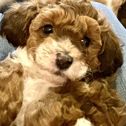 Aussiedoodle Puppies from Paisleys Doodles AK