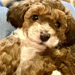 Aussiedoodle Puppies from Paisleys Doodles AK