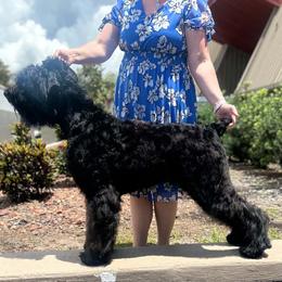 Porsche - Black female Black Russian Terrier puppy in Spring Hill, Florida from Black Powder Kennel