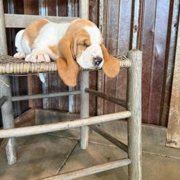 Orange - Red and white male Basset Hound puppy in Pavo, Georgia from Southern Oaks Kennel