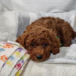 Charlie-OFA and CHIC parents - Red  male Poodle puppy in Westfield, North Carolina from Legacy Pets