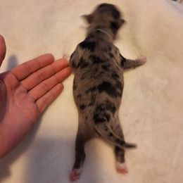 Harry - Blue merle Chihuahua puppy in Haines City, Florida from Kassafina Kennel