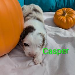 Casper - Red merle male Australian Shepherd puppy in Parker, Colorado from Legacy Ranch Australian Shepherds