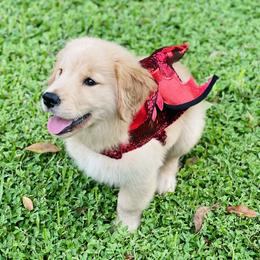 Golden Retriever Puppies from All shades Golden