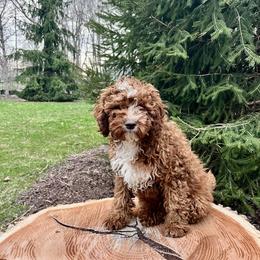 Teddy - Red male Cavapoo puppy in Spencerville, Indiana from Cavapoo Corner