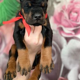 Belgian Malinois and Doberman Pinscher Puppies from Artaks Home