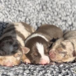Miniature Australian Shepherd Puppies from Acton Aussies