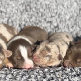 Miniature Australian Shepherd Puppies from Acton Aussies