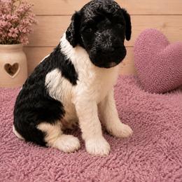 Yelena - Parti female Poodle puppy in Washington, Pennsylvania from Patriotic Poodles