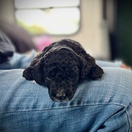 Poodle Puppies from Reuter Clan Poodles