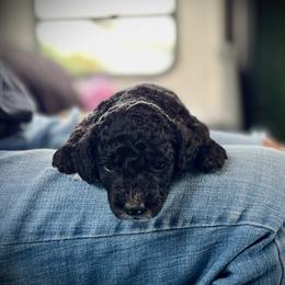 Poodle Puppies from Reuter Clan Poodles
