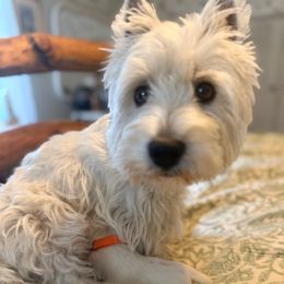 Bonnie - West Highland White Terrier