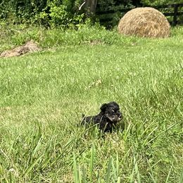 Boxer and Miniature Schnauzer Puppies from Cindy Williams