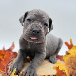 Freda - Blue female Great Dane puppy in Sac City, Iowa from Northern Great Danes of Colorado & Iowa